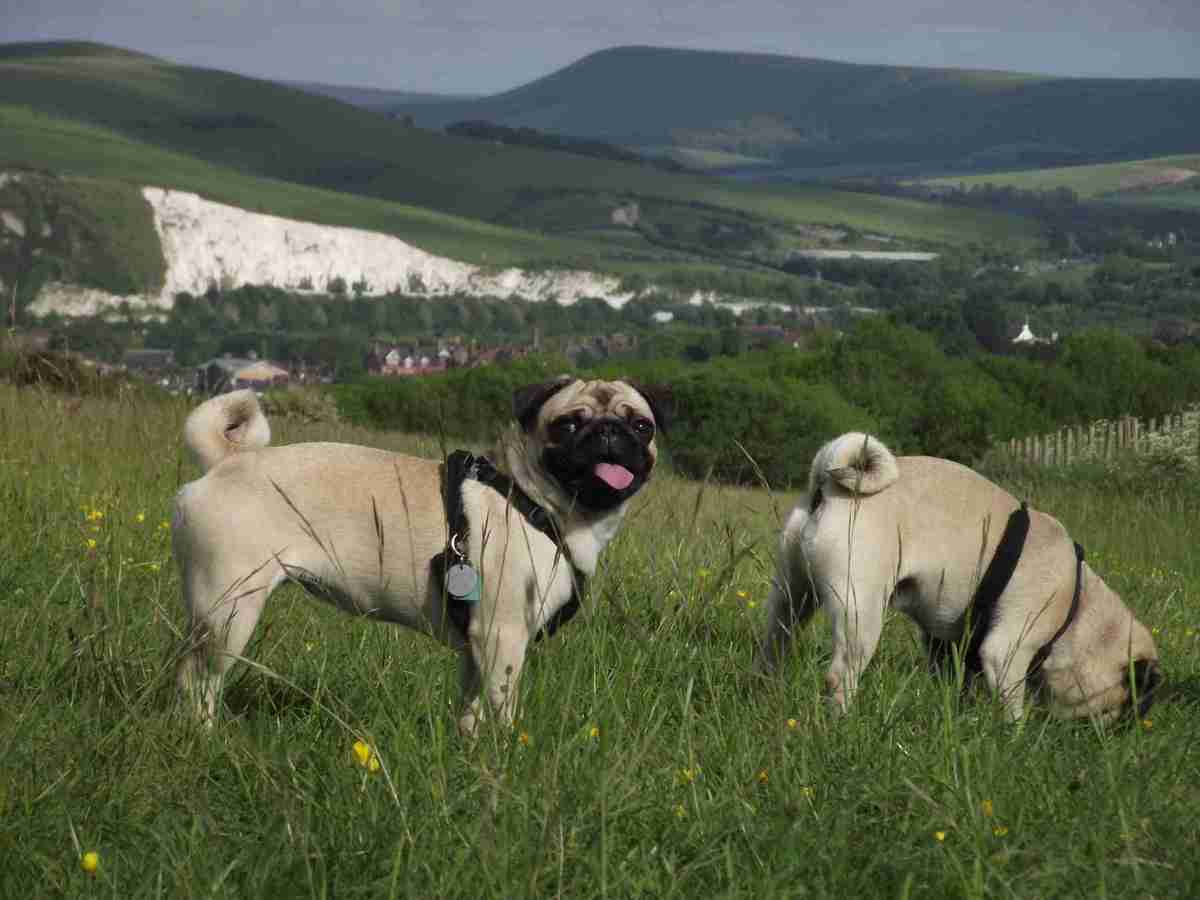 More pugs